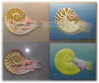 museo dei fossili dell'altopiano